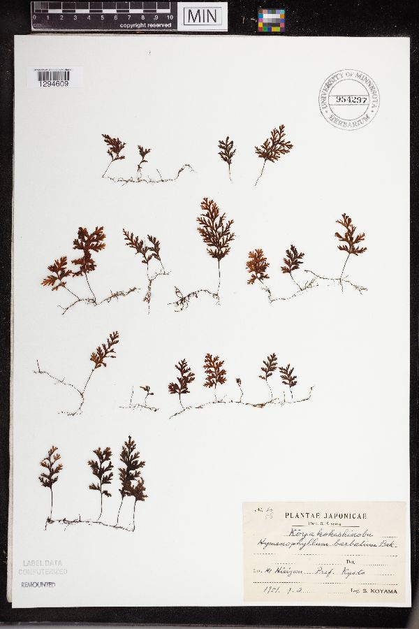 Hymenophyllum barbatum image