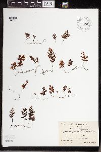 Image of Hymenophyllum barbatum