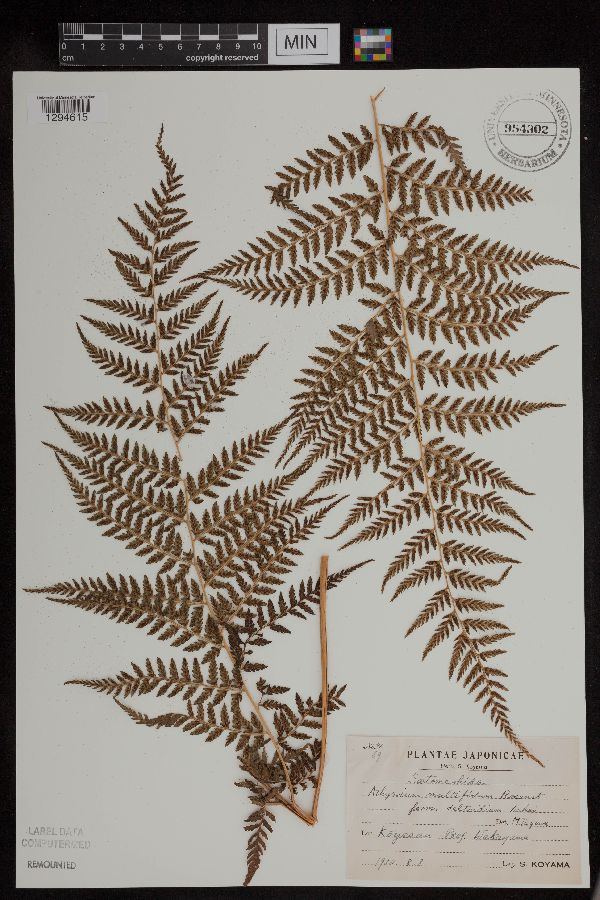 Athyrium multifidum image