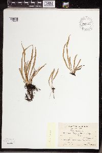 Image of Lepisorus thunberagianus