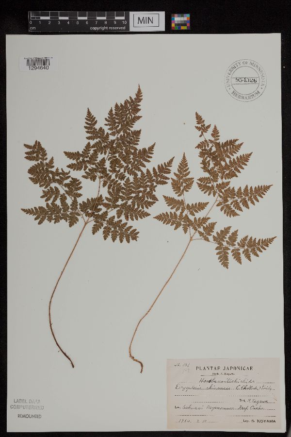 Dryopteris chinensis image