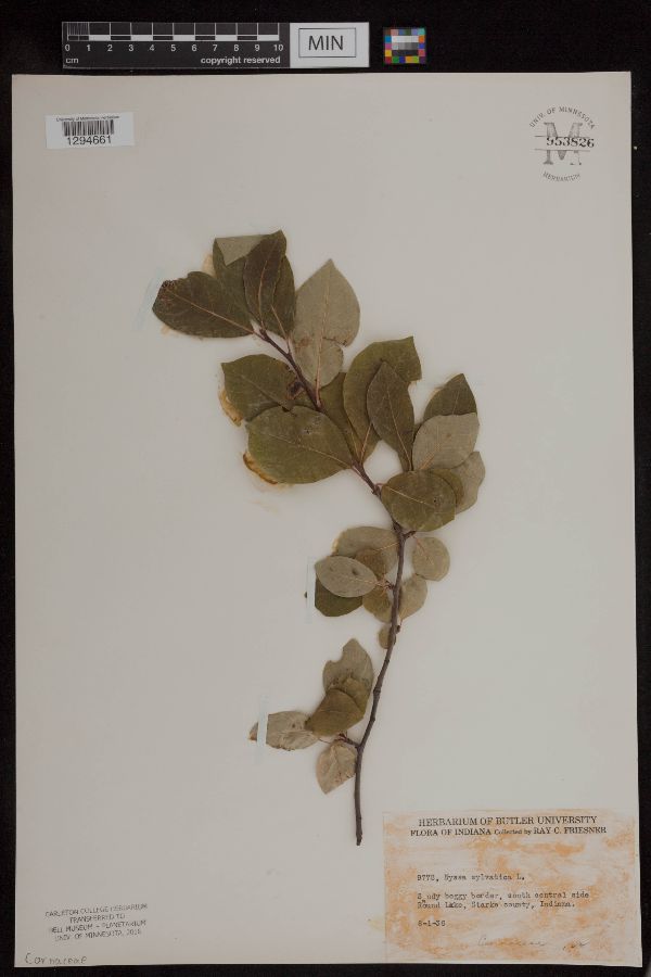 Nyssa sylvatica image