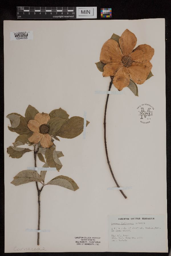 Cornus nuttallii image