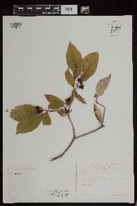 Cornus florida image