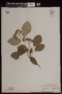 Cornus rugosa image