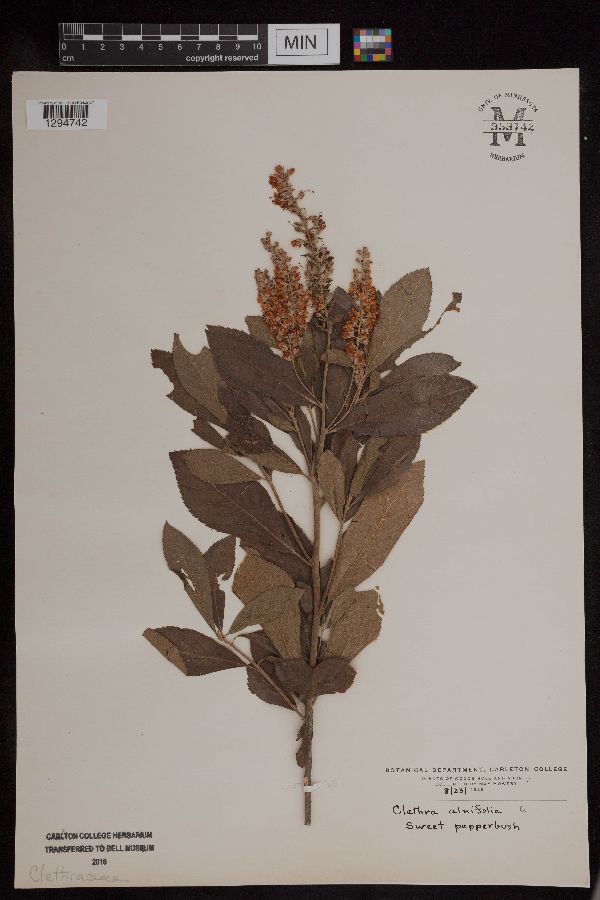 Clethra alnifolia image