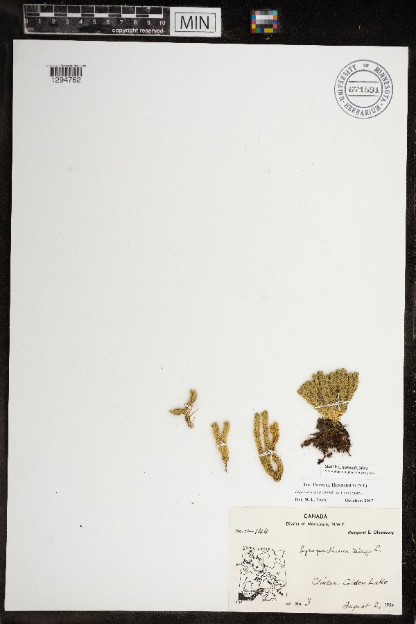 Huperzia appressa image