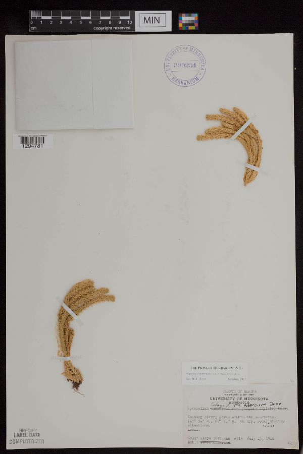 Huperzia continentalis image