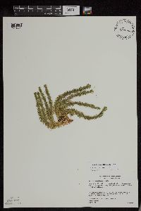 Image of Huperzia x protoporophila
