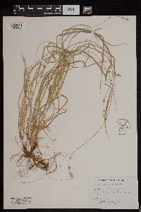 Carex leptopoda image