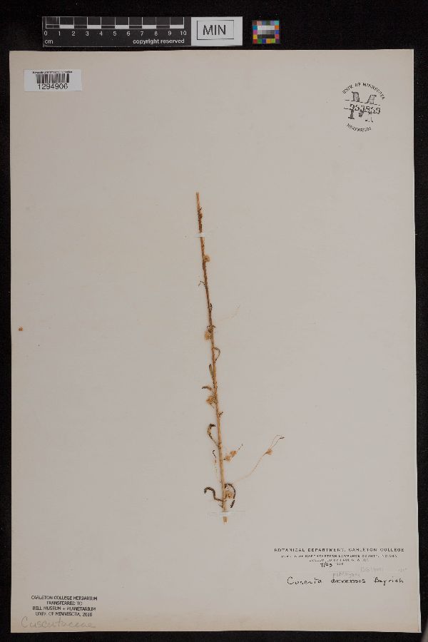 Cuscuta pentagona image