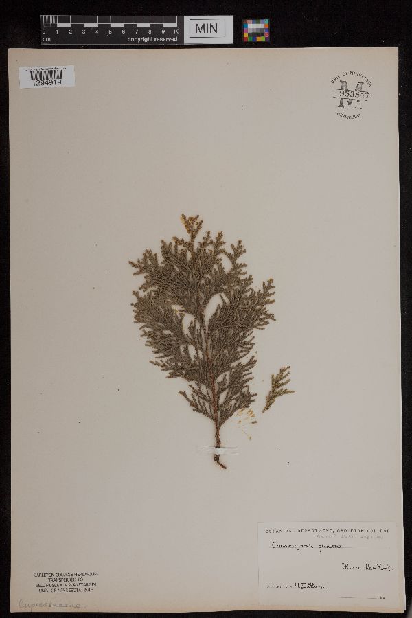 Chamaecyparis thyoides image