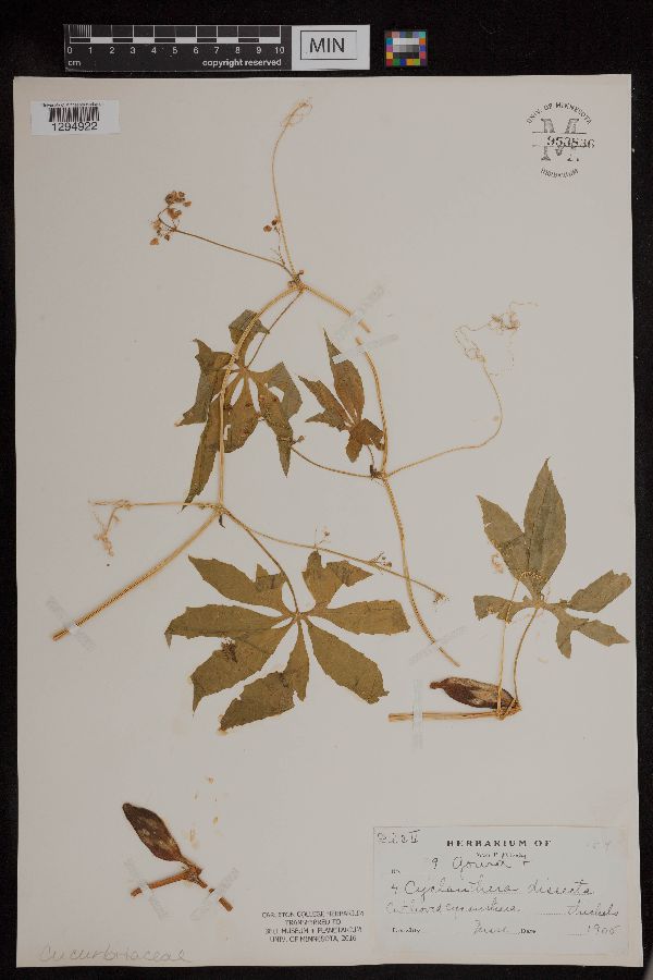 Cyclanthera dissecta image