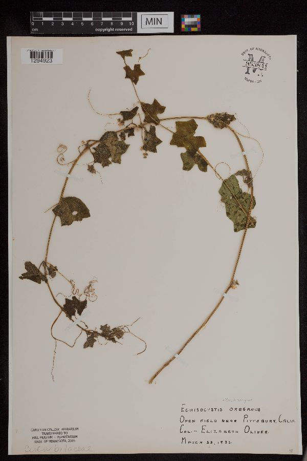 Marah oregana image