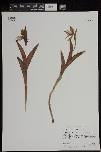 Image of Cypripedium candidum