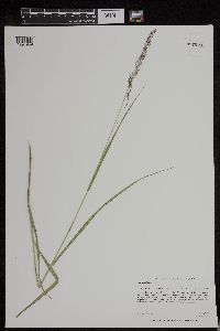 Panicum virgatum image