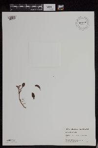 Salix ovalifolia image