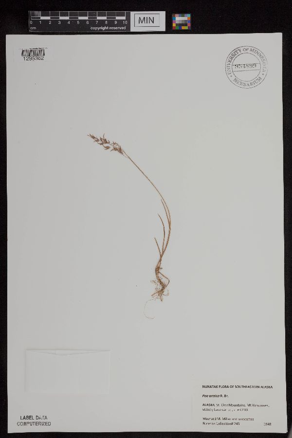 Poa arctica image