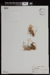 Carex montanensis image