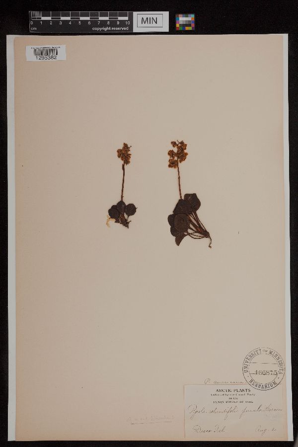 Pyrola americana image