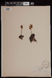 Image of Pyrola rotundifolia