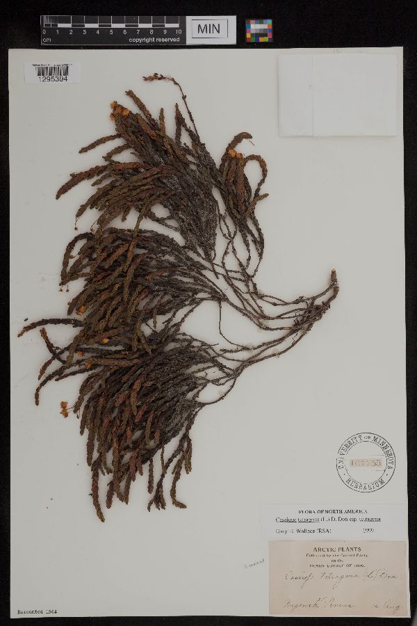 Cassiope tetragona subsp. tetragona image