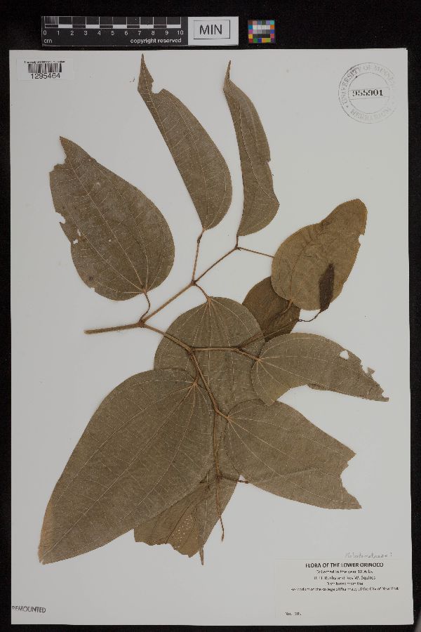 Melastomataceae image