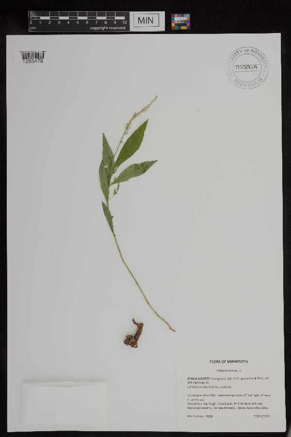 Polygala senega image