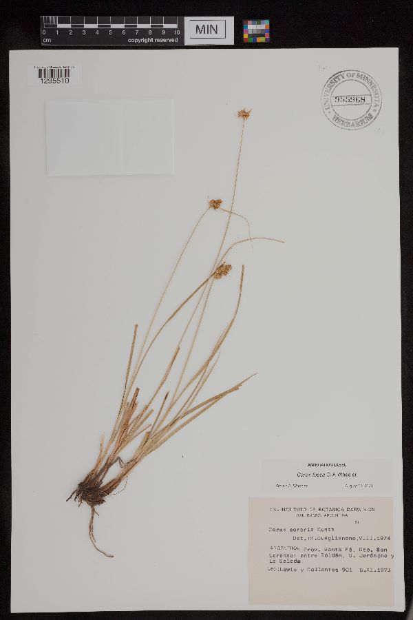 Carex fossa image