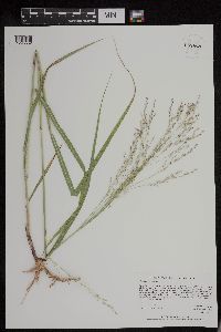 Panicum virgatum image