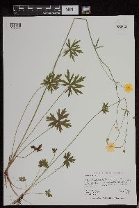 Image of Ranunculus acris