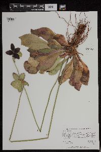 Image of Sarracenia purpurea