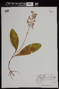 Image of Platanthera orbiculata