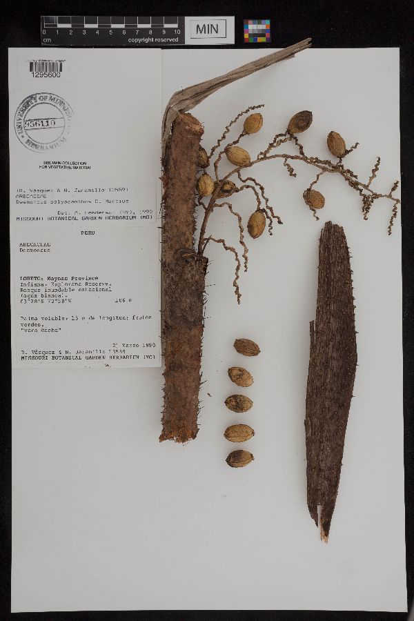Desmoncus polyacanthos image