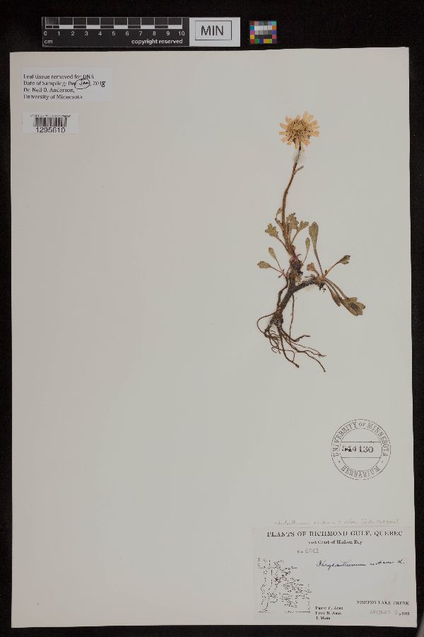 Arctanthemum arcticum subsp. polare image