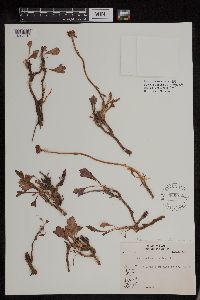 Arctanthemum arcticum subsp. polare image
