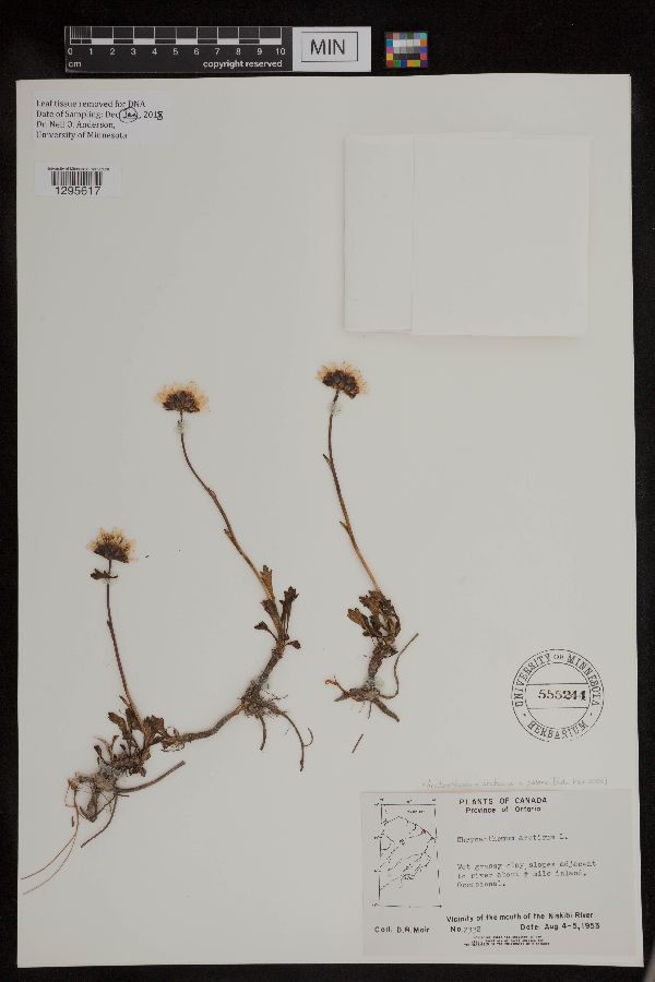 Chrysanthemum arcticum subsp. arcticum image