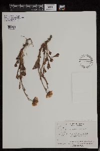 Arctanthemum arcticum subsp. polare image