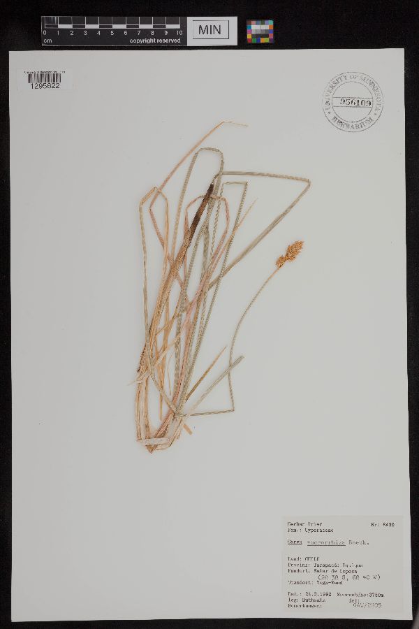 Carex macrorrhiza image