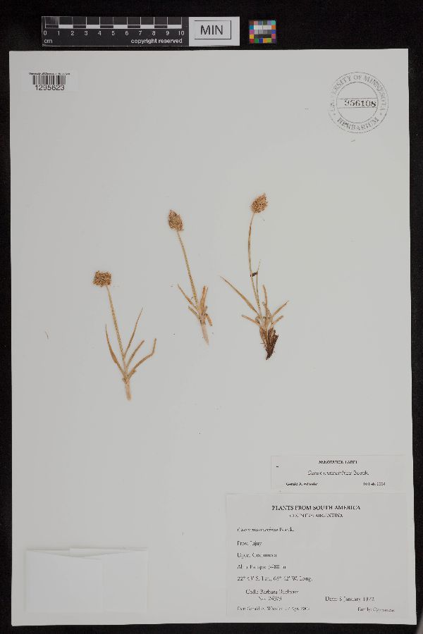 Carex macrorrhiza image