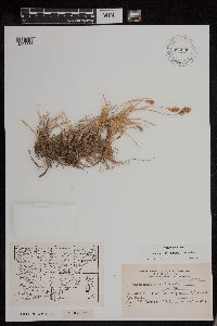 Carex subfuegiana image