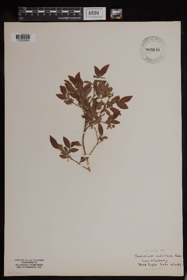 Vaccinium pallidum image