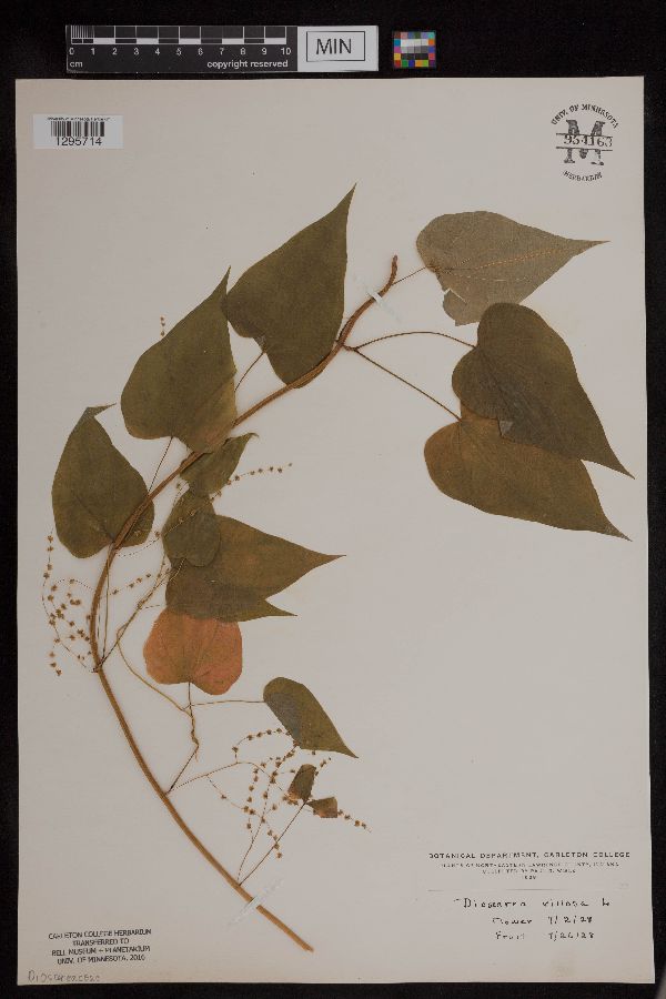 Dioscorea villosa image