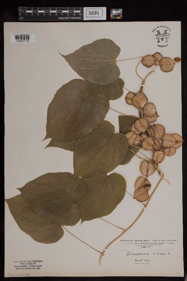 Dioscorea villosa image