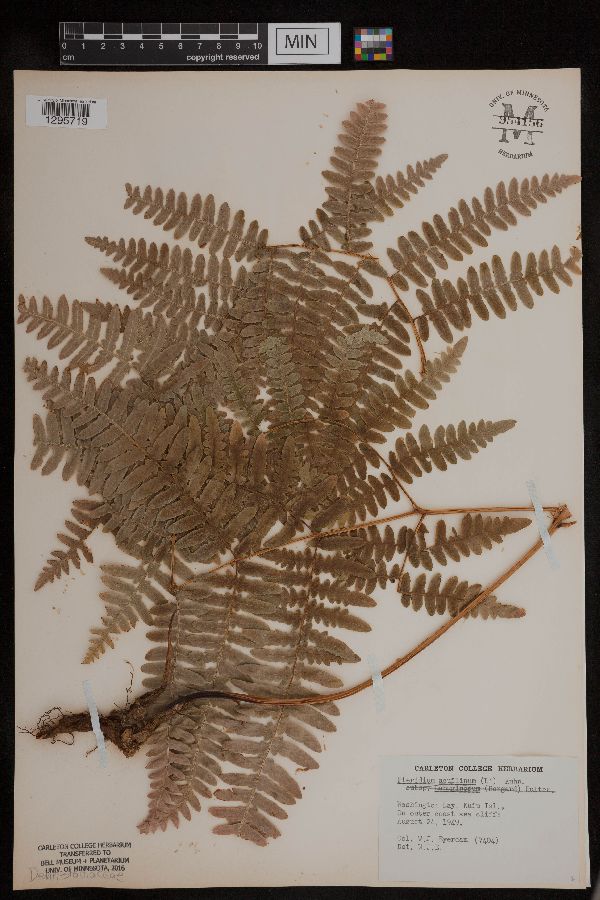 Pteridium aquilinum image