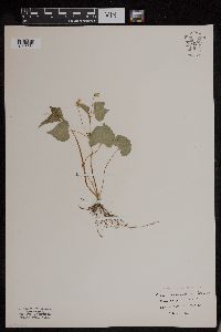 Image of Viola eriocarpa