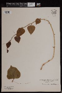 Image of Smilax rotundifolia