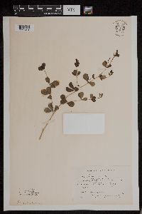 Image of Baptisia tinctoria