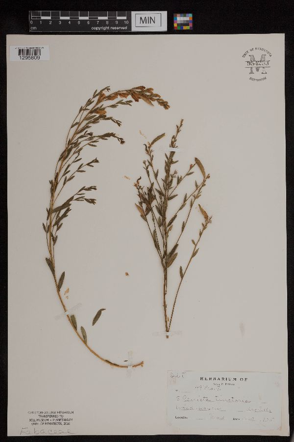 Genista tinctoria image