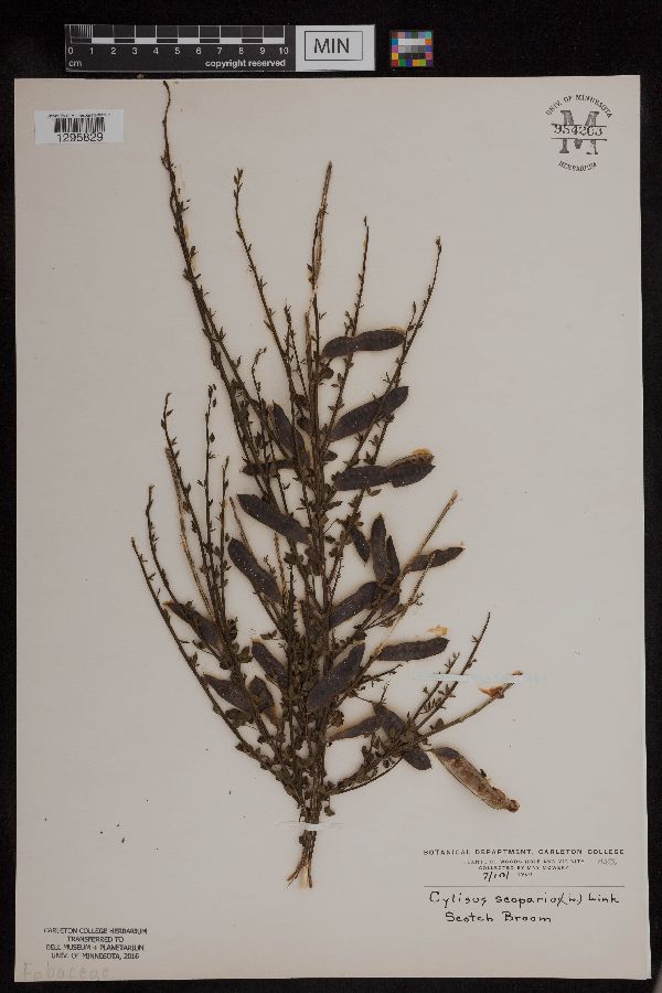 Cytisus scoparius image